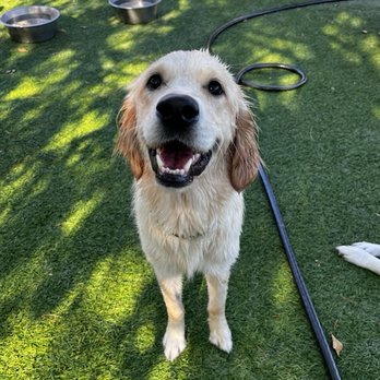Animal Tender Pet Resort - Pet Groomers Near Me - Saint George, Utah