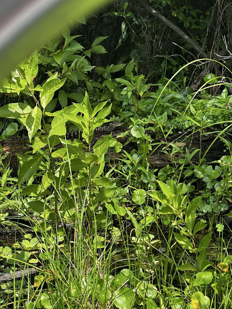 Social spots from Tom and Jerry's Airboat Rides