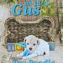Photo of ToyBox Puppies