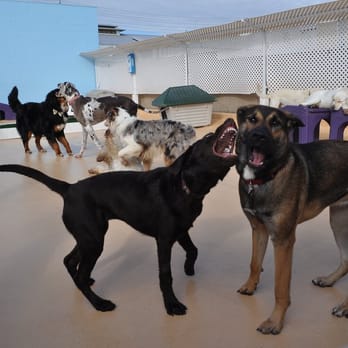 The Bone Adventure - Pet Groomers Near Me - Costa Mesa, California The Bone Adventure - Pet Groomers Near Me - Costa Mesa, California