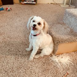 River Road Pet Grooming & Boarding