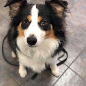 NYC Pet Services - All puppies Welcome - Pet Groomers Near Me - Astoria, New York NYC Pet Services - All puppies Welcome - Pet Groomers Near Me - Astoria, New York