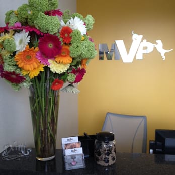 Mainstay Veterinary Practice - Reception - Veterinarians Near Me - Fairfax, Virginia