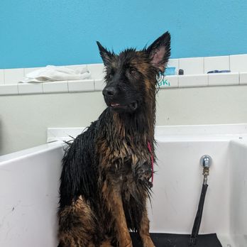 The Paw Spa - Pet Groomers Near Me - Corona, California