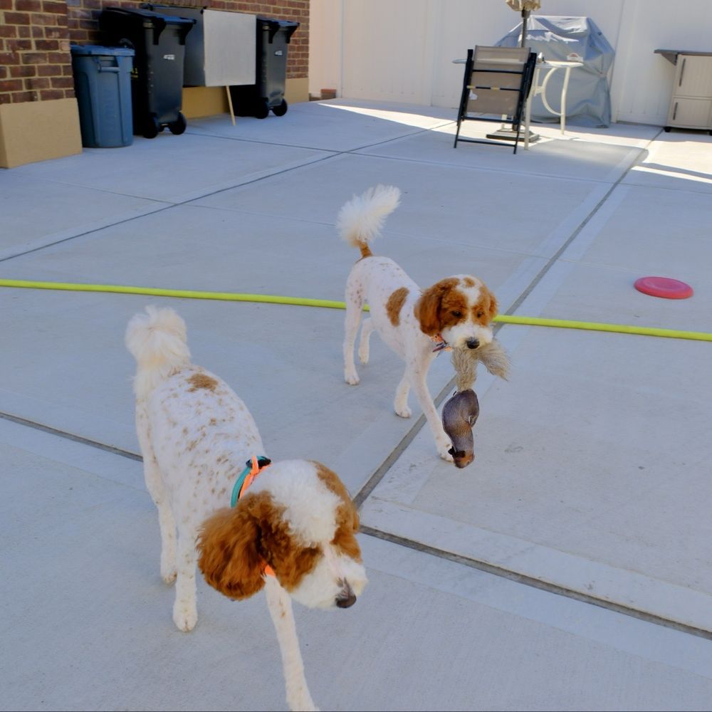 Dog Grooming