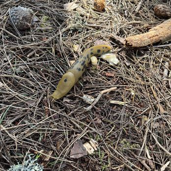 Stillwater Cove Regional Park - Banana slug! - Campgrounds Near Me - Jenner, California Stillwater Cove Regional Park - Banana slug! - Campgrounds Near Me - Jenner, California