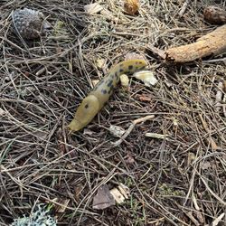 Stillwater Cove Regional Park - Banana slug!
