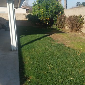 Ezra Tree Service - Back yard before. - Tree Services Near Me Ezra Tree Service - Back yard before. - Tree Services Near Me