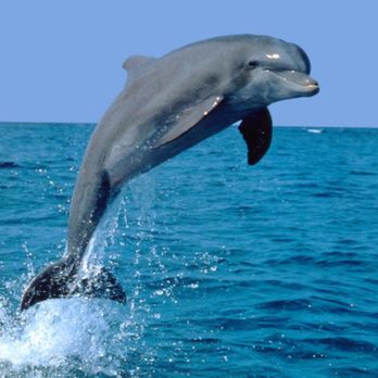 Nauticool Adventures - Experience dolphins up close and personal. A very nice family joined us on Wednesday said "the dolphins came right up to us!" - Jet Skis Near Me - Corpus Christi, Texas