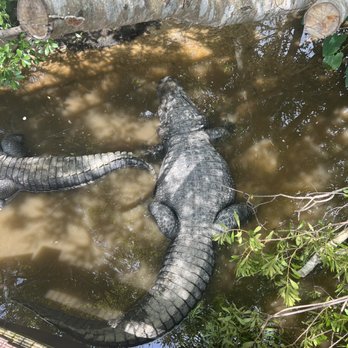 Gatorland - Zoos Near Me - Orlando, Florida Gatorland - Zoos Near Me - Orlando, Florida