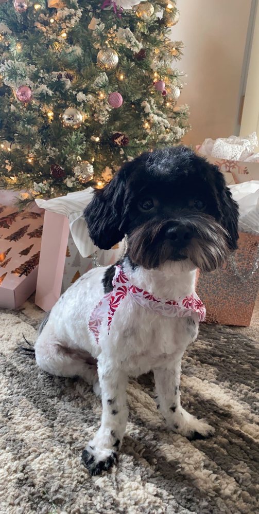 BUBBLES & ECOUTURE Updated September 2024 883 Smith Ave S, West Saint Paul, Minnesota Pet