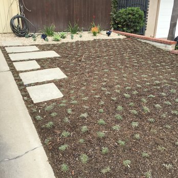 SoCal Sprinkler Solutions - Mani added the hardscape steps to help widen our driveway area and the dymandia will grow in solid, requiring no mowing. - Irrigation Near Me