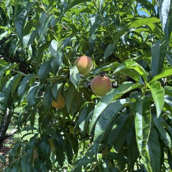 Carter Mountain Orchard - Pick Your Own Farms Near Me - Charlottesville, Virginia Carter Mountain Orchard - Pick Your Own Farms Near Me - Charlottesville, Virginia
