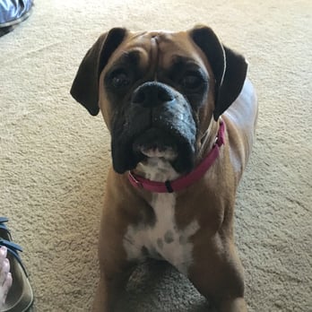 Camp Bow Wow Tri Valley - Pet Sitting Near Me - Livermore, California