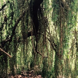 The Grove Park