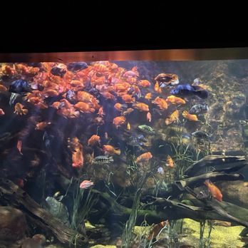 Tennessee Aquarium - Aquariums Near Me - Chattanooga, Tennessee Tennessee Aquarium - Aquariums Near Me - Chattanooga, Tennessee