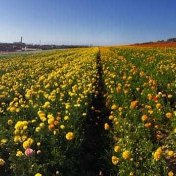 The Flower Fields - Venues & Event Spaces Near Me - Carlsbad, California