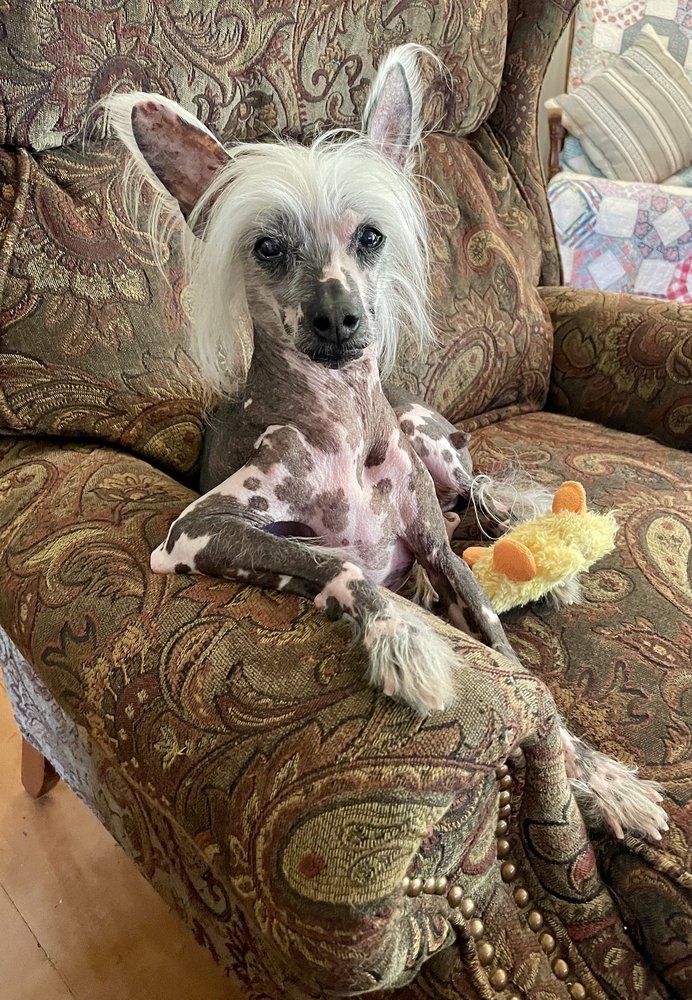 EMERGENCY VETERINARY CLINIC OF SOUTHWEST MISSOURI Updated September