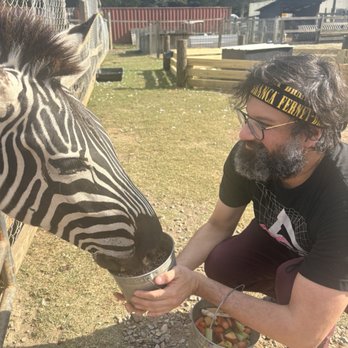 Darby Acres Farm - Zebra feeding - Zoos Near Me - Charlotte, North Carolina