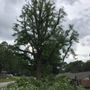 Photo of Red Oaks Tree Service