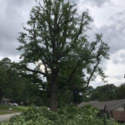 Red Oaks Tree Service - Trimming in process.