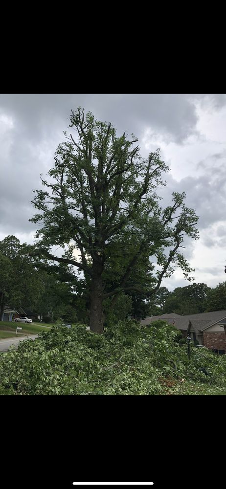Red Oaks Tree Service - tree service in Springdale, AR