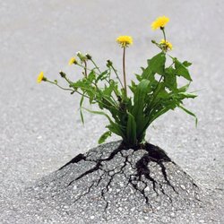 Weeds of Eden