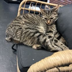 The Chatty Cat Cafe - Chillin tiger striped tabby