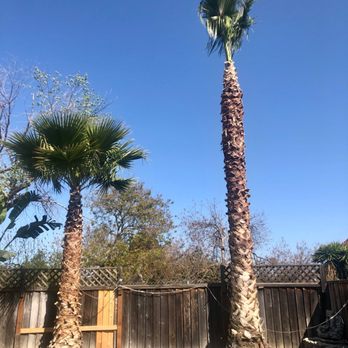 4 Seasons Tree Services - After - Tree Services Near Me 4 Seasons Tree Services - After - Tree Services Near Me
