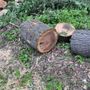 S&D Tree Service