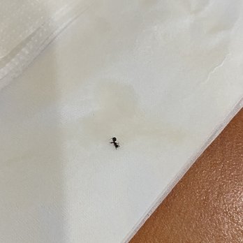 Pho Saigon - a bug crawling on a napkin - Vietnamese Near Me - Redding, California