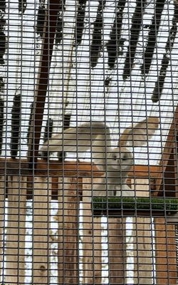 Cascades Raptor Center by null