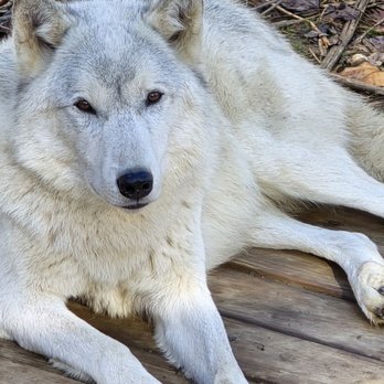 Wolf Creek Habitat - Zoos Near Me - Brookville, Indiana Wolf Creek Habitat - Zoos Near Me - Brookville, Indiana