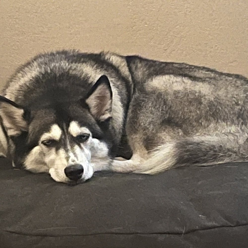 K J Paws - Sky - Pet Groomers Near Me - Sacramento, California K J Paws - Sky - Pet Groomers Near Me - Sacramento, California