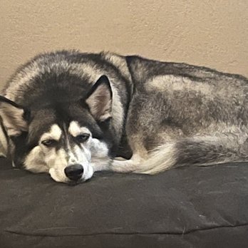 K J Paws - Sky - Pet Groomers Near Me - Sacramento, California K J Paws - Sky - Pet Groomers Near Me - Sacramento, California