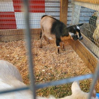 Farmers Feed - Goats!! - Pet Stores Near Me - Stockton, California Farmers Feed - Goats!! - Pet Stores Near Me - Stockton, California