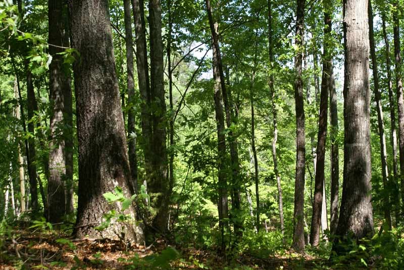 LAKE LURE LAND Request Information 131 Heritage Dr, Rutherfordton