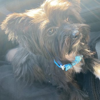 Snow's Groom & Board - Pet Groomers Near Me Snow's Groom & Board - Pet Groomers Near Me