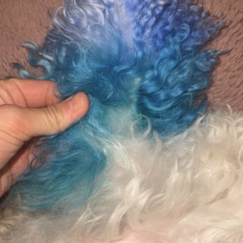 The Barker Lounge - Matting on my dog from neglecting to do the service i payed for. - Pet Groomers Near Me - Fort Myers, Florida The Barker Lounge - Matting on my dog from neglecting to do the service i payed for. - Pet Groomers Near Me - Fort Myers, Florida