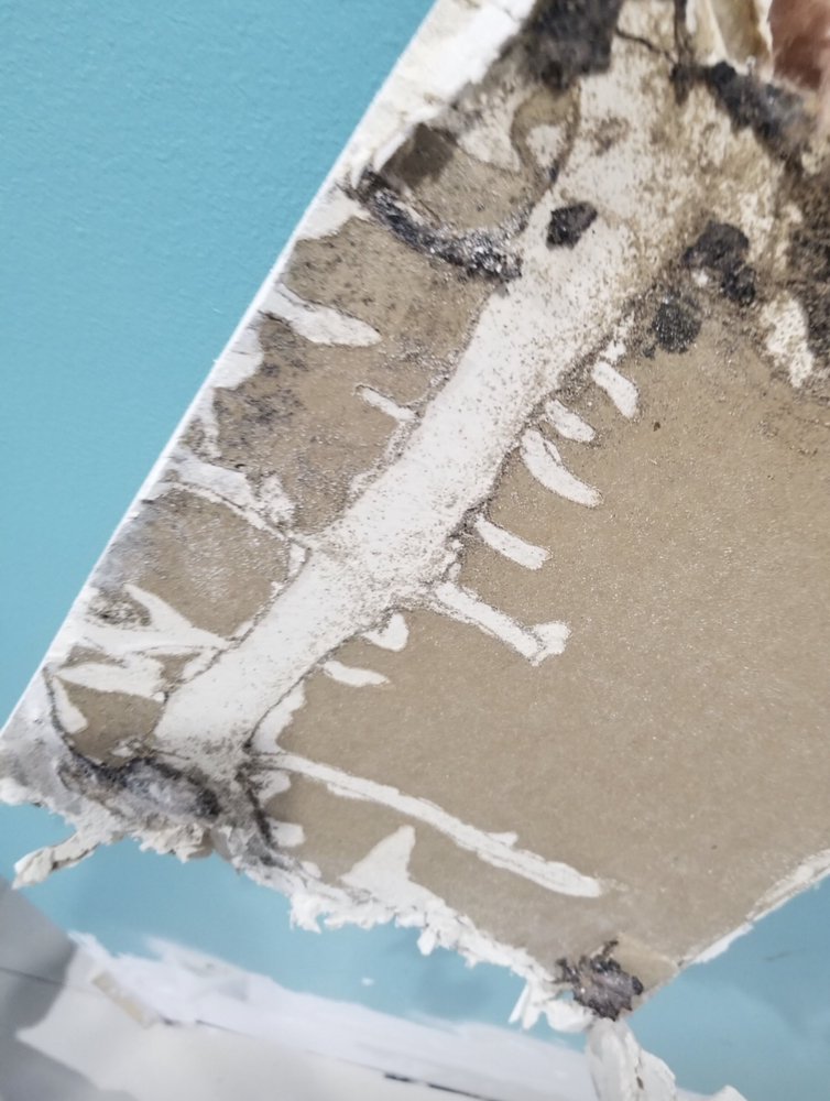 Environmental Mold Experts - mold inspector in Davie, FL