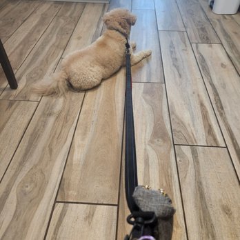 Greenfield Veterinary Clinic - Patiently waiting for Dr. Taylor! So calm and relaxed, my Charlie is. - Veterinarians Near Me - Greenfield, Wisconsin