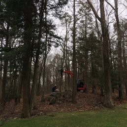 Little Steve removing 3rd dead tree, 3 more to go! Little Steve removing 3rd dead tree, 3 more to go!
