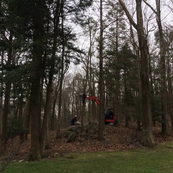 Little Stevie's Tree Work - Little Steve removing 3rd dead tree, 3 more to go! - Tree Services Near Me Little Stevie's Tree Work - Little Steve removing 3rd dead tree, 3 more to go! - Tree Services Near Me