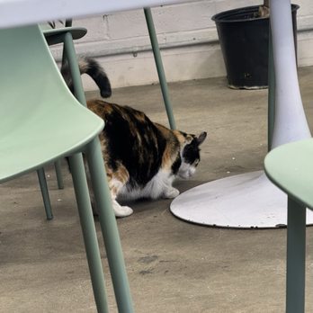 Selva Coffee House - Mango the Cat - Coffee Roasteries Near Me - San Diego, California Selva Coffee House - Mango the Cat - Coffee Roasteries Near Me - San Diego, California