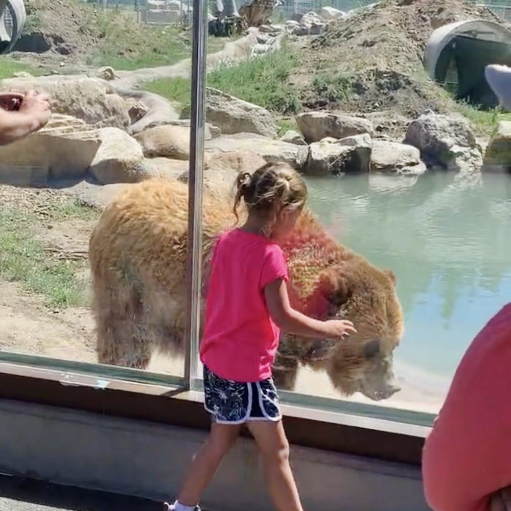 Big Bear Alpine Zoo - Grizzly Bear - Zoos Near Me - Big Bear Lake, California Big Bear Alpine Zoo - Grizzly Bear - Zoos Near Me - Big Bear Lake, California