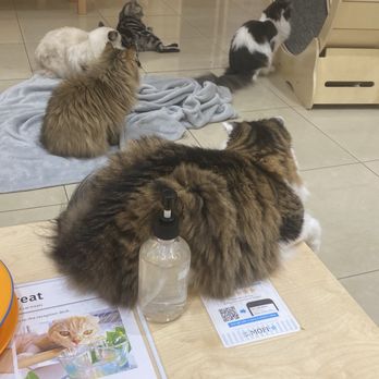 Cat Cafe MOFF Pearlridge Center - Themed Cafes Near Me - Aiea, Hawaii Cat Cafe MOFF Pearlridge Center - Themed Cafes Near Me - Aiea, Hawaii