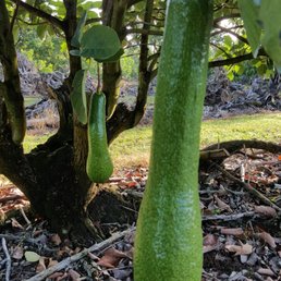 Rare Avacado Rare Avacado