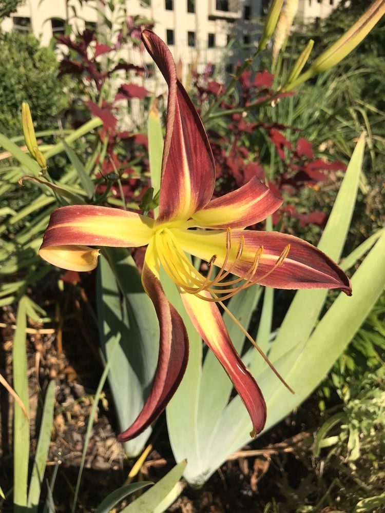 PERENNIAL PLANT PEDDLER CLOSED Updated July 2024 8755 Township Rd