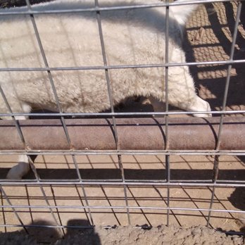Runyan Ranches - Goat tails - Specialty Food Near Me - Mayhill, New Mexico