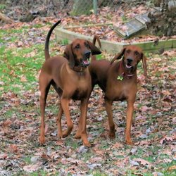 Golden Wood - Bo (left) and new friend